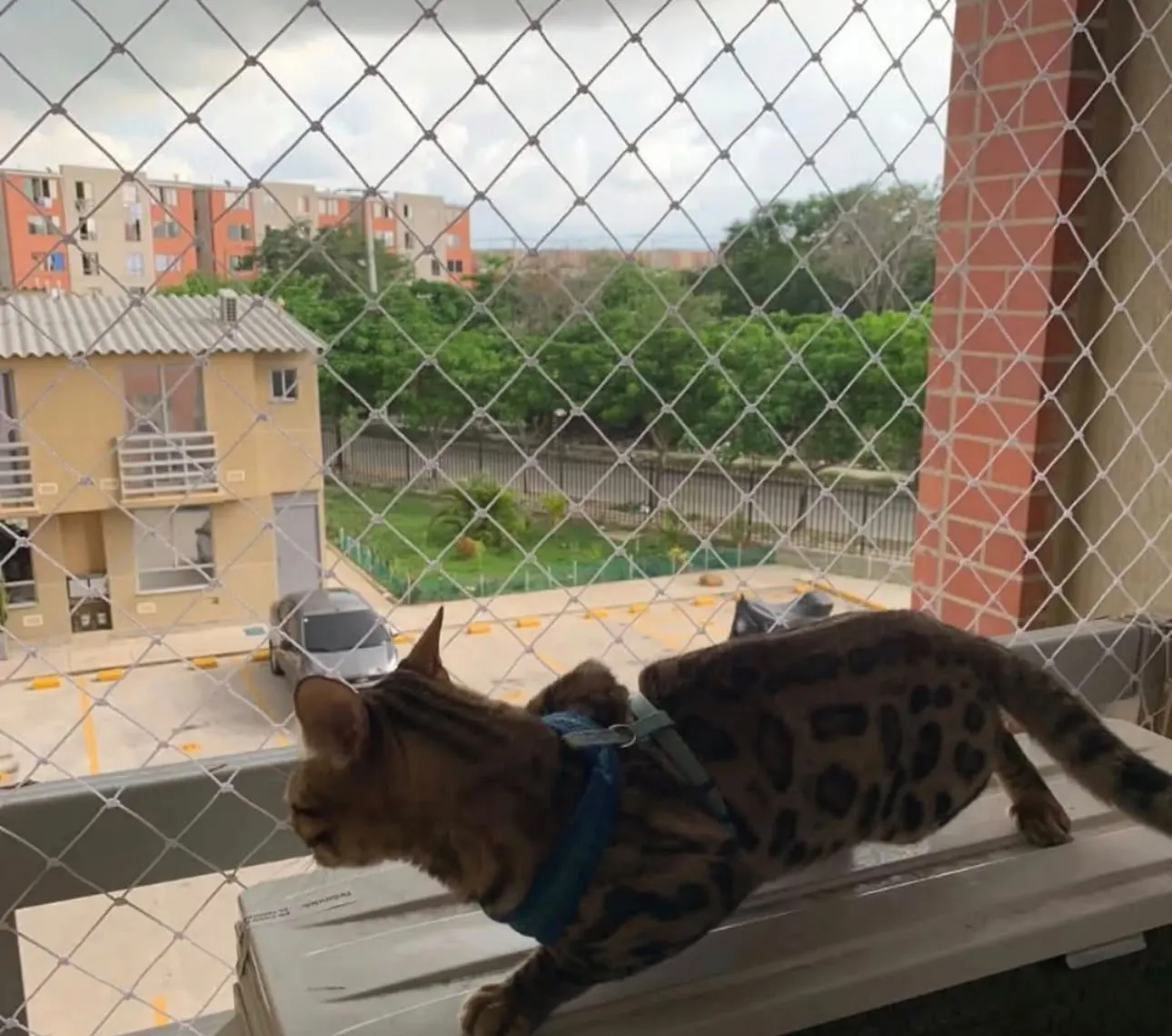 Gato bengala caminando seguro en un balcón con malla para mascotas