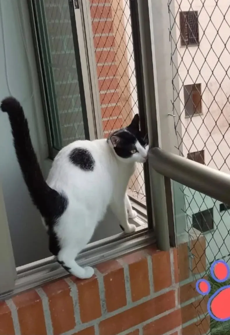 Gato junto a una ventana abierta protegida con malla